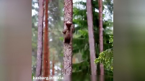 بالا رفتن بچه خرس از درخت