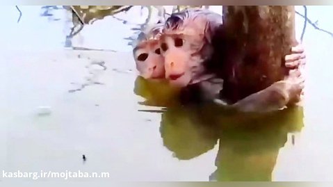 کمک خواستن بچه میمونهای گیر افتاده در سیل از انسان