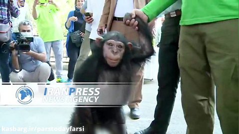 «باران» شامپانزه باغ وحش ارم خداحافظی کرد