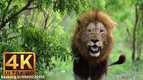 مستند حیوانات زیبا در حیات وحش آفریقا