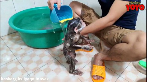 حمام کردن میمون و توله سگ