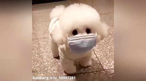 ماسک زدن سگ کوچولوی سفید خیلی گوگولی