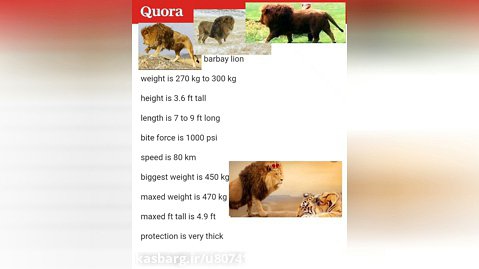 وزن های شیر بربری و شیر های دیگر شیر بزرگترین و قوی ترین گربه سان دنیا 