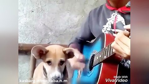 سگی شگفت انگیز که همراه گیتار آواز میخواند
