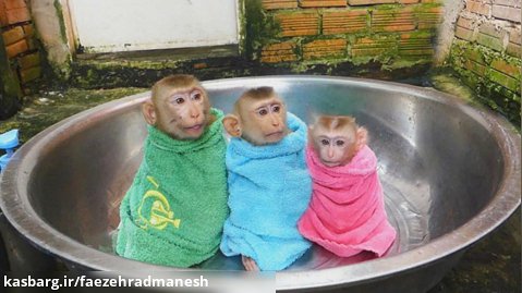 حمام کردن سه میمون کوچولوی بامزه