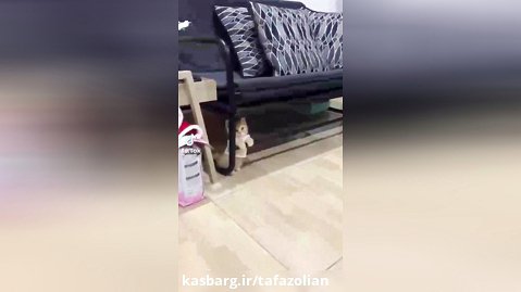 ایستادن گربه بر زیر مبل