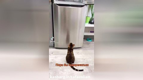 پریدن گربه به بالای یخچال.(لحظات شاد بودن با حیوانات)