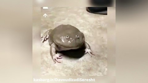 قورباغه جیغ جیغو. Screming frog
