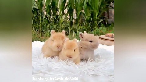 بچه خرگوش های لوپ
