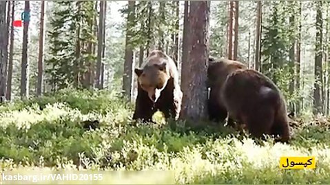 جنگ و نبرد دو خرس گریزلی وحشی در جنگل از سه زاویه