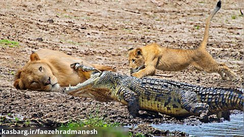 به زمین زدن دو توله شیر توسط تمساح - مستند حیات وحش