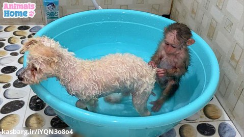 حمام کردن میمون و توله سگ