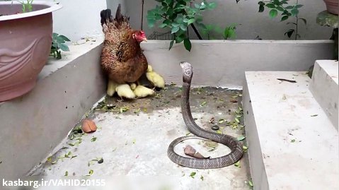 دفاع عجیب مرغ مادر از جوجه اردک ها در برابر مار شاه کبرا