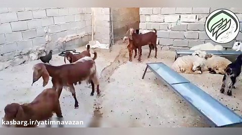۱۸ بز و بزغاله هدیه روز عید بزرگ غدیر به ایتام روستایی خوزستان