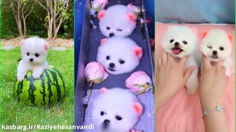 آرایش سگ پامرانین - حیوانات سوپر‌ طنز و بامزه