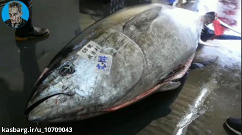 برش ماهی غول پیکر در ژاپن