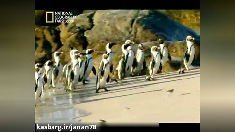 مستند علمی جهنم پنگوئن ها دوبله فارسی