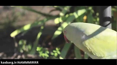 ویدیو از ملنگو هایی آزاد /کاسکو عروس هلندی کوتوله طوطی پرنده