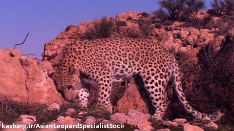 Persian Leopard Monitoring Scheme - Report Photo Story