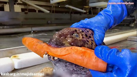 یکی از ترسناکترین ماهی های آمازون  که درحال تست خوشونت