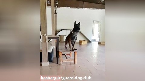 سگ مالینویز - آموزش سگ - سگ پلیس - سگ نگهبان
