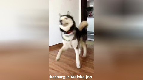 مود ترین فیلمی ک میشه عز ی سگ سو کیوت دید!Dog funny