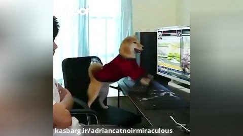 سگی که با کامپیوتر بازی کرد