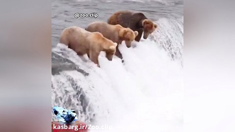 شکار ماهی توسط خرس، ماهیگیری خرس ها