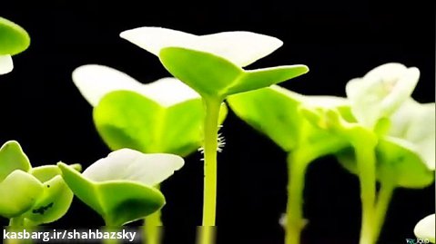 رشد گیاهان