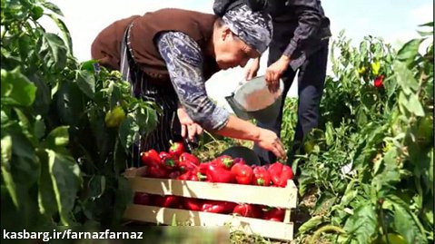 زندگی و آشپزی روستایی در جمهوری آذربایجان (19 سپتامبر 2021)