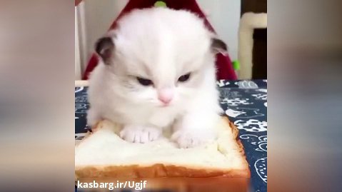 ساندویچ گربه