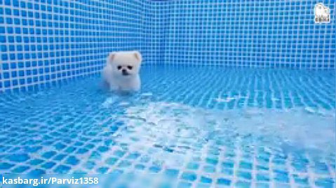 شنا کردن سگ پامرانین / سگ پامرانین