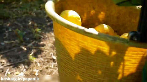 برداشت باغ لیمو ترش
