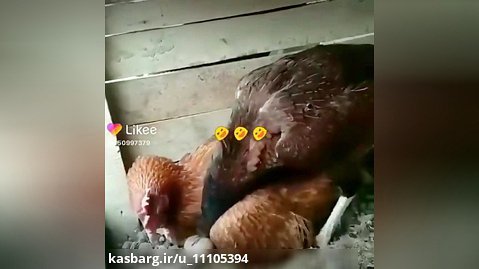 طنز مرغ و خروس وقتی خروس میگه روی تخم ها بخواب وگرنه....