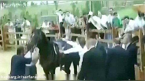 وقتی اسب قدرت اردوغان را بر زمین می‌زند