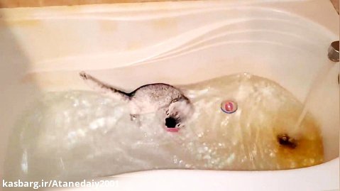 اطلس راسو در وان حمام بازی می کند
