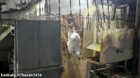 کشتارگاه صنعتی مرغ