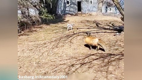 روباه ها فرنی و وینتر به راهنمایی توله سگ ناشنوا و نابینا کمک می کنند