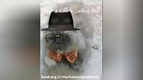چهره گربه پرشین زیبا با کلاه و عینک