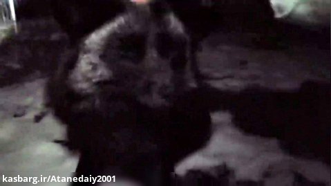 حیوانات خانگی هنگام خواب برای اسماعی روباه نقره ای