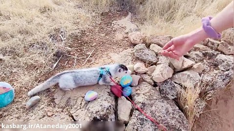 اطلس مینک مسیر پیاده روی را در یوتا پیاده می کند ... همراه لئو گربه سیامی