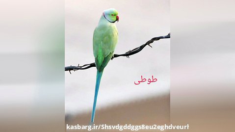 تمامی طوطی های موجود در طبیعت ایران