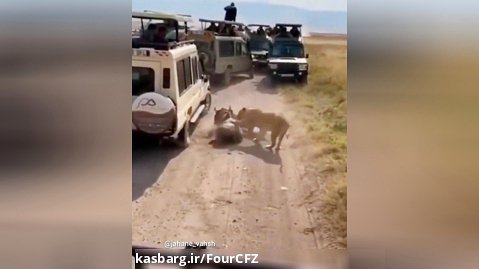 کلیپ حیوانات وحشی ::: شیرها و توریستها در حال شکار گوزن یالدار