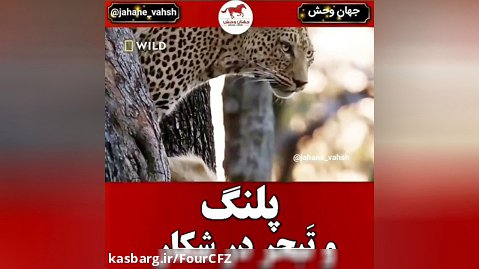 کلیپ حیوانات وحشی پلنگ ها و تبحر در شکار