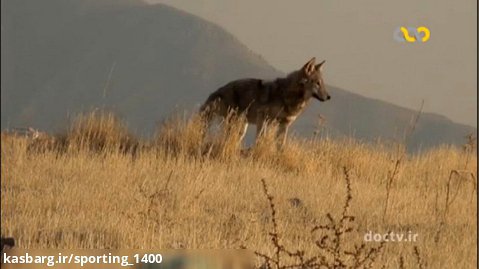رازبقاء گرگ های وحشی - زندگی  حیوانات وحشی - شکار گرگ ها