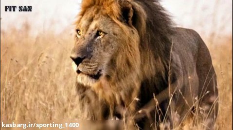 مستند سینمایی زیبا از شکار شیرها با دوبله فارسی