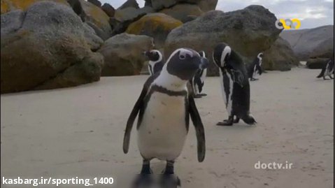 رازبقاء - مستند زیبا از پنگوئن ها با دوبله فارسی - حیات وحش
