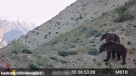 خرس قهوه‌ای و گرگ در ارتفاعات لاریجان (آزو)