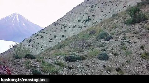 پلنگ در ارتفاعات لاریجان (آزو)