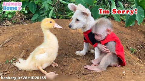 بازی و دوستی بچه میمون با توله سگ و اردک